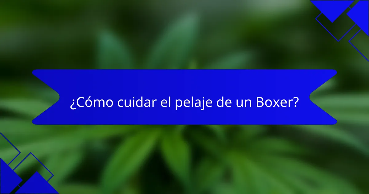 ¿Cómo cuidar el pelaje de un Boxer?