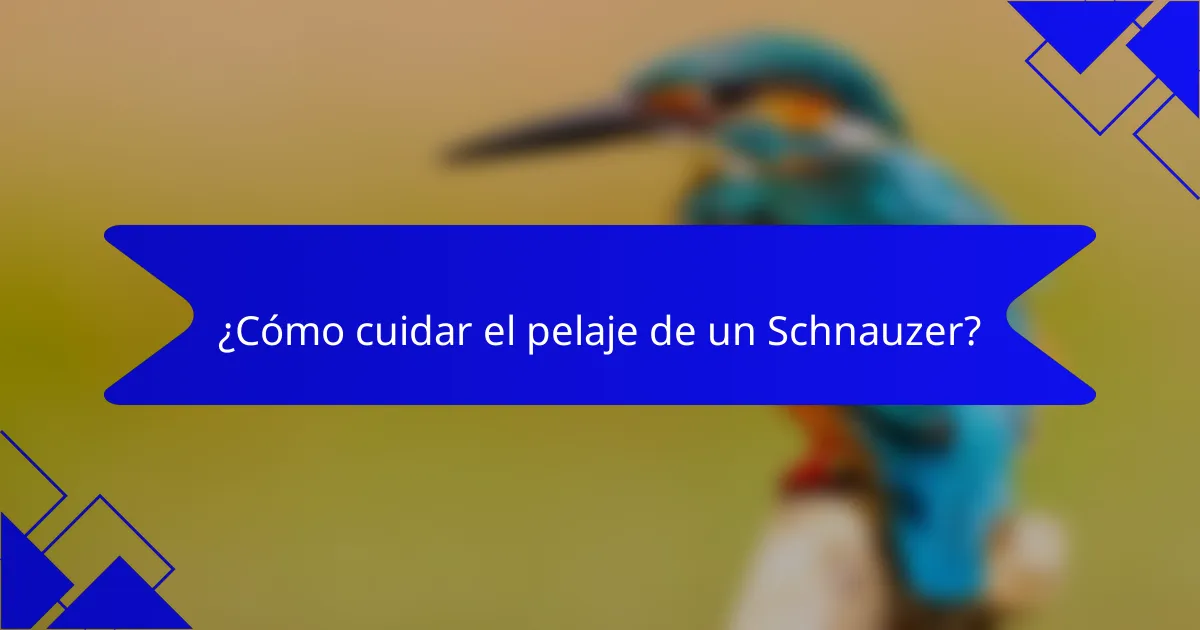 ¿Cómo cuidar el pelaje de un Schnauzer?