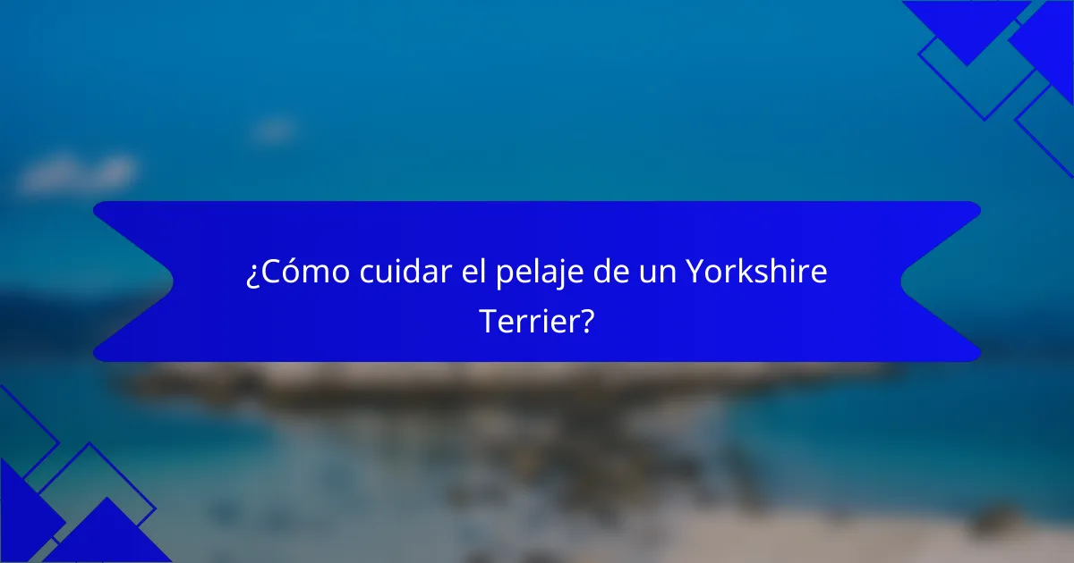 ¿Cómo cuidar el pelaje de un Yorkshire Terrier?