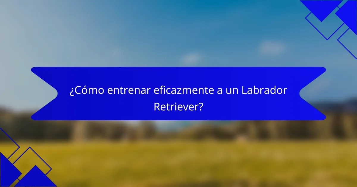 ¿Cómo entrenar eficazmente a un Labrador Retriever?