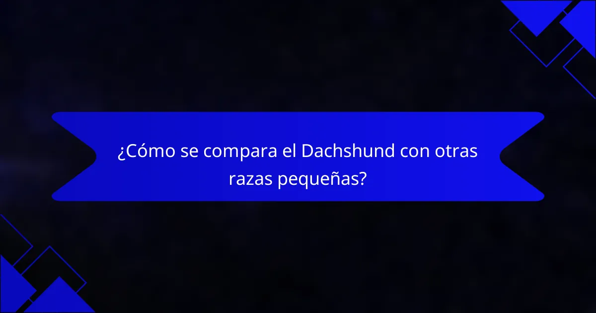 ¿Cómo se compara el Dachshund con otras razas pequeñas?