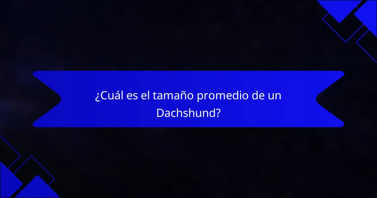¿Cuál es el tamaño promedio de un Dachshund?