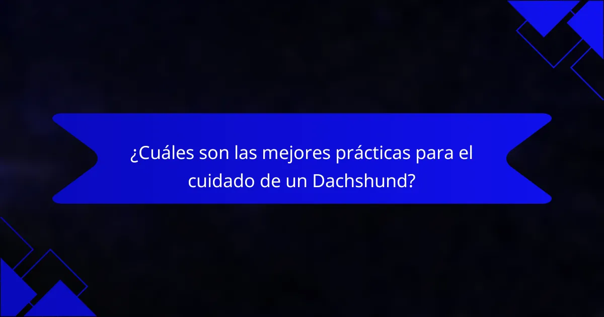 ¿Cuáles son las mejores prácticas para el cuidado de un Dachshund?