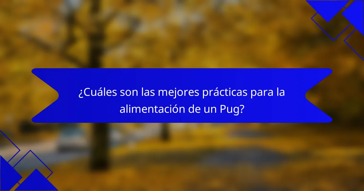 ¿Cuáles son las mejores prácticas para la alimentación de un Pug?