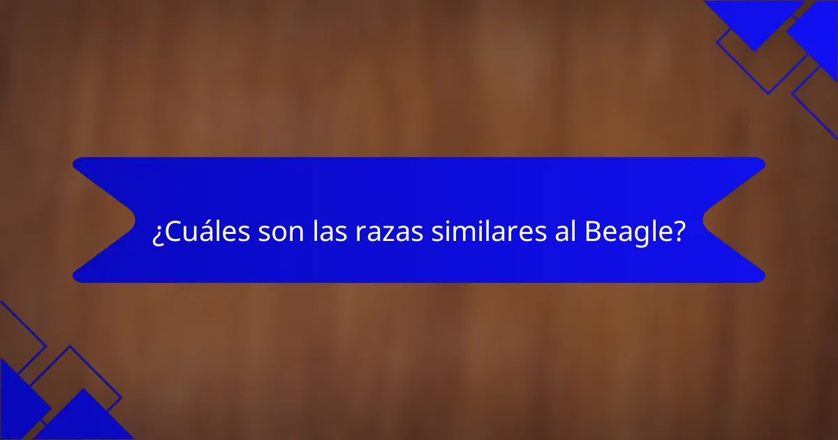 ¿Cuáles son las razas similares al Beagle?