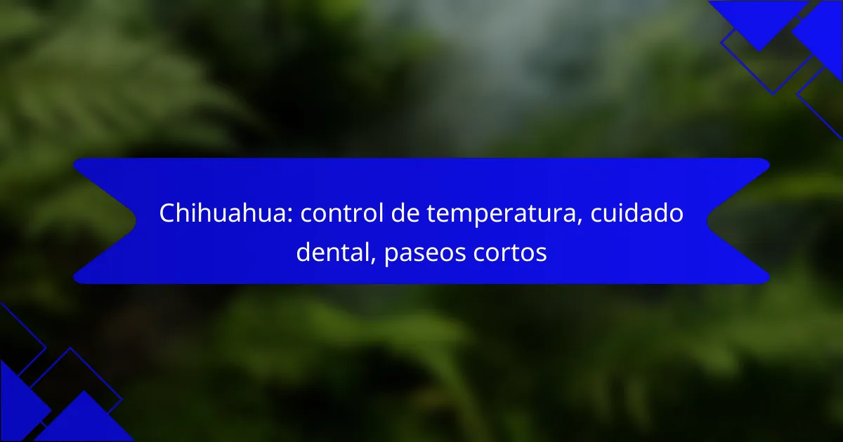 Chihuahua: control de temperatura, cuidado dental, paseos cortos