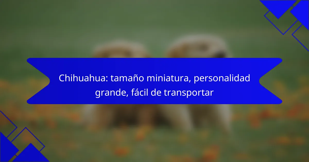 Chihuahua: tamaño miniatura, personalidad grande, fácil de transportar