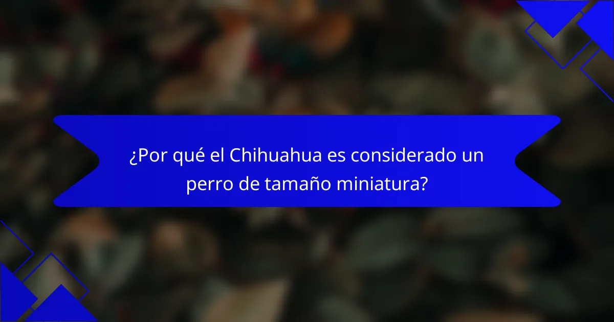 ¿Por qué el Chihuahua es considerado un perro de tamaño miniatura?