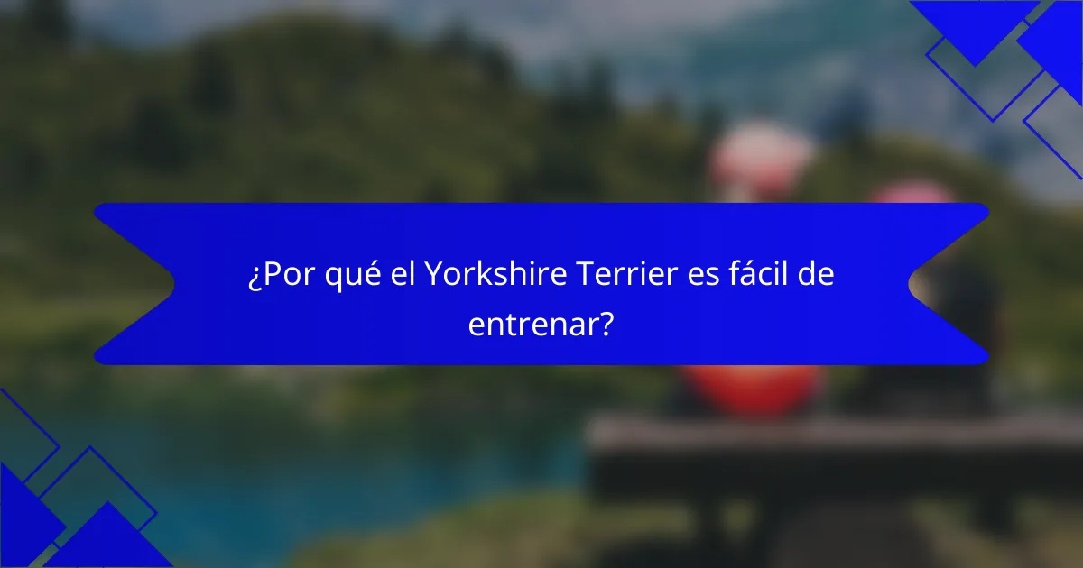 ¿Por qué el Yorkshire Terrier es fácil de entrenar?
