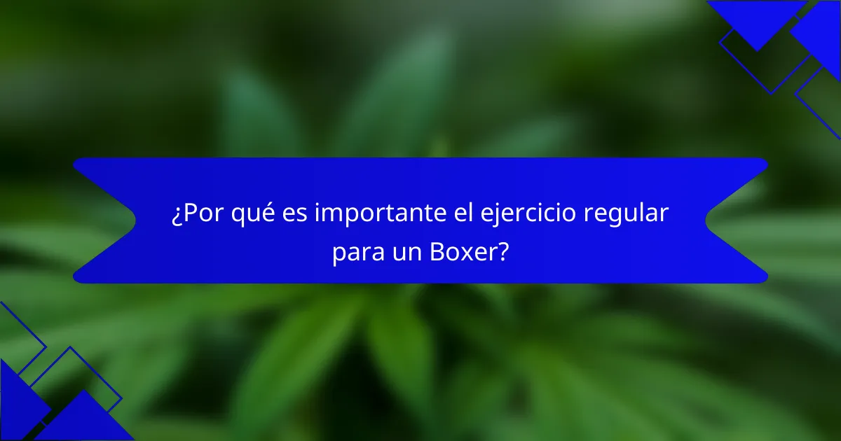 ¿Por qué es importante el ejercicio regular para un Boxer?