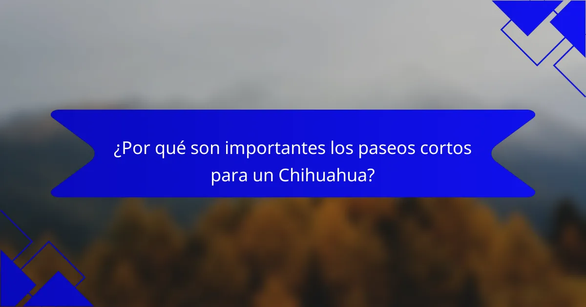 ¿Por qué son importantes los paseos cortos para un Chihuahua?