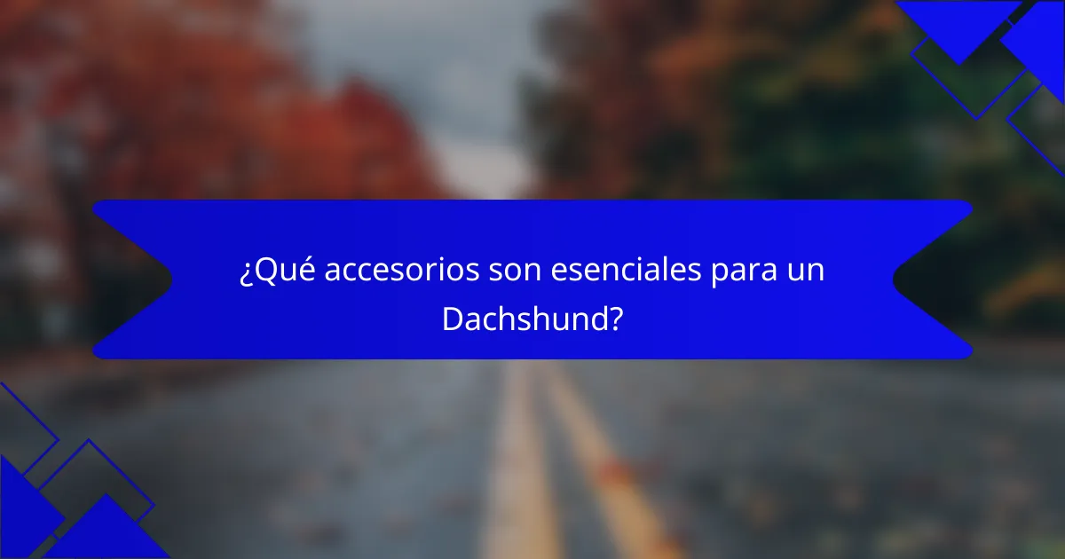 ¿Qué accesorios son esenciales para un Dachshund?