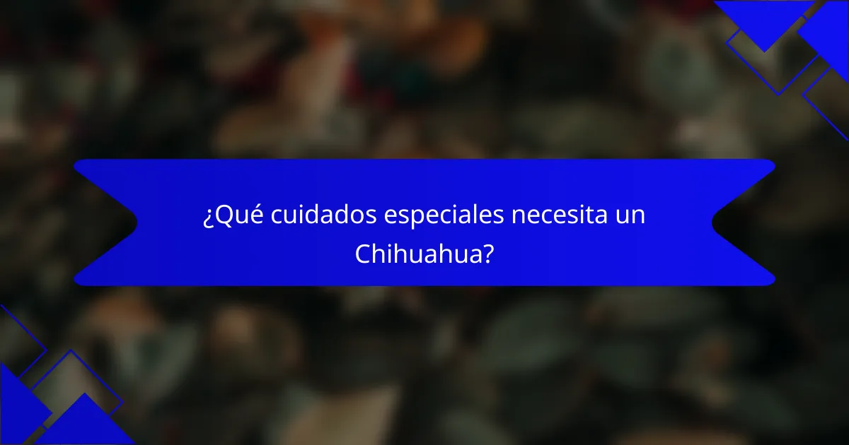 ¿Qué cuidados especiales necesita un Chihuahua?