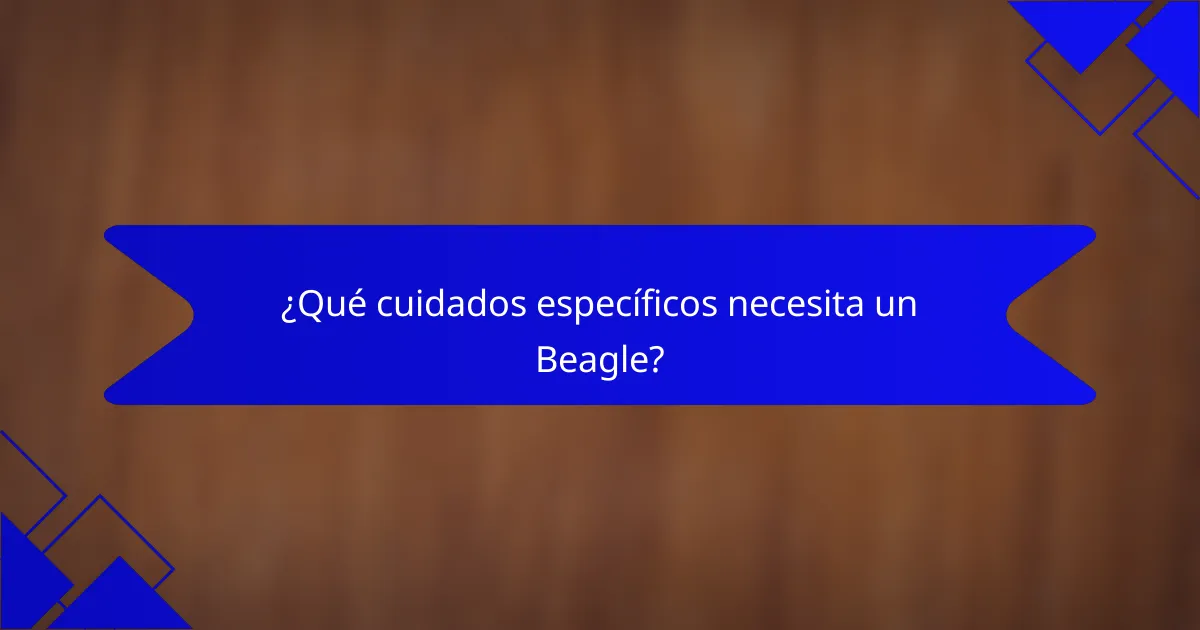 ¿Qué cuidados específicos necesita un Beagle?